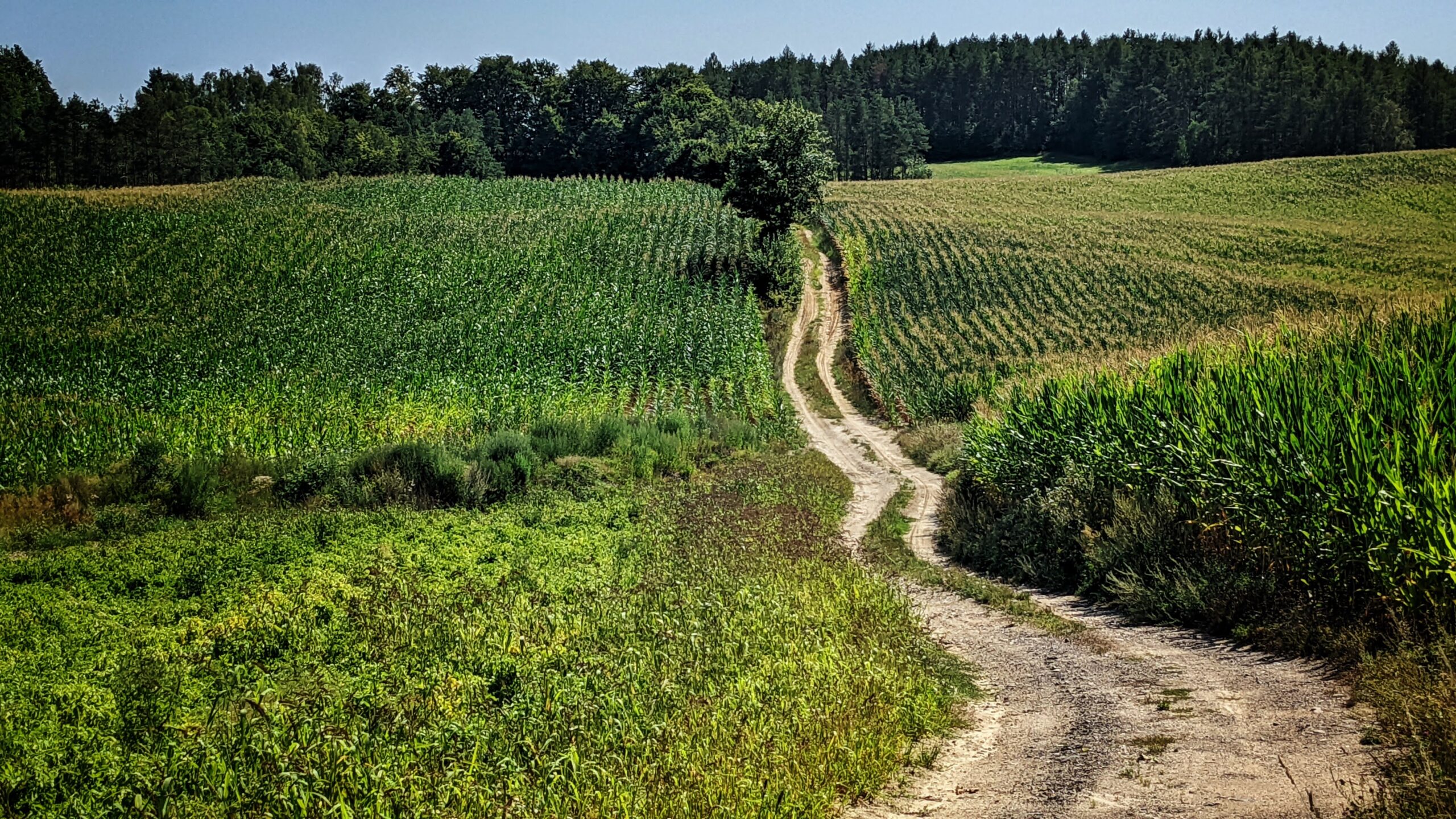 Rower Radikal Gravel - szuter